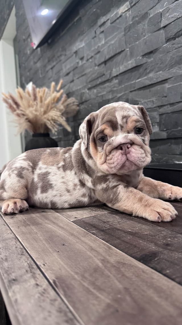 Bulldog Puppies media 2