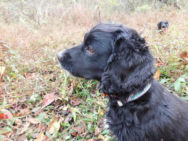 Ohio Field Bred English Cocker Spaniel Puppies media 2