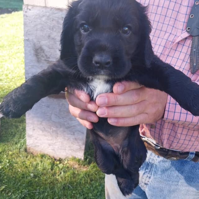 Ohio Field Bred English Cocker Spaniel Puppies media 3