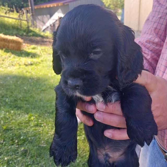 Ohio Field Bred English Cocker Spaniel Puppies media 4
