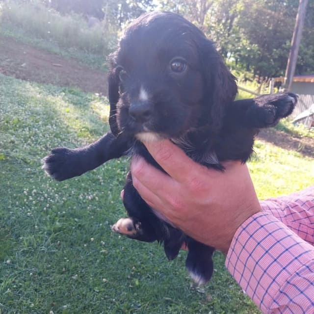 Ohio Field Bred English Cocker Spaniel Puppies media 5