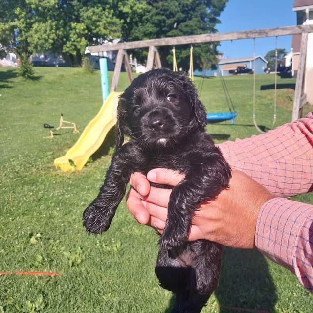 Ohio Field Bred English Cocker Spaniel Puppies media 6