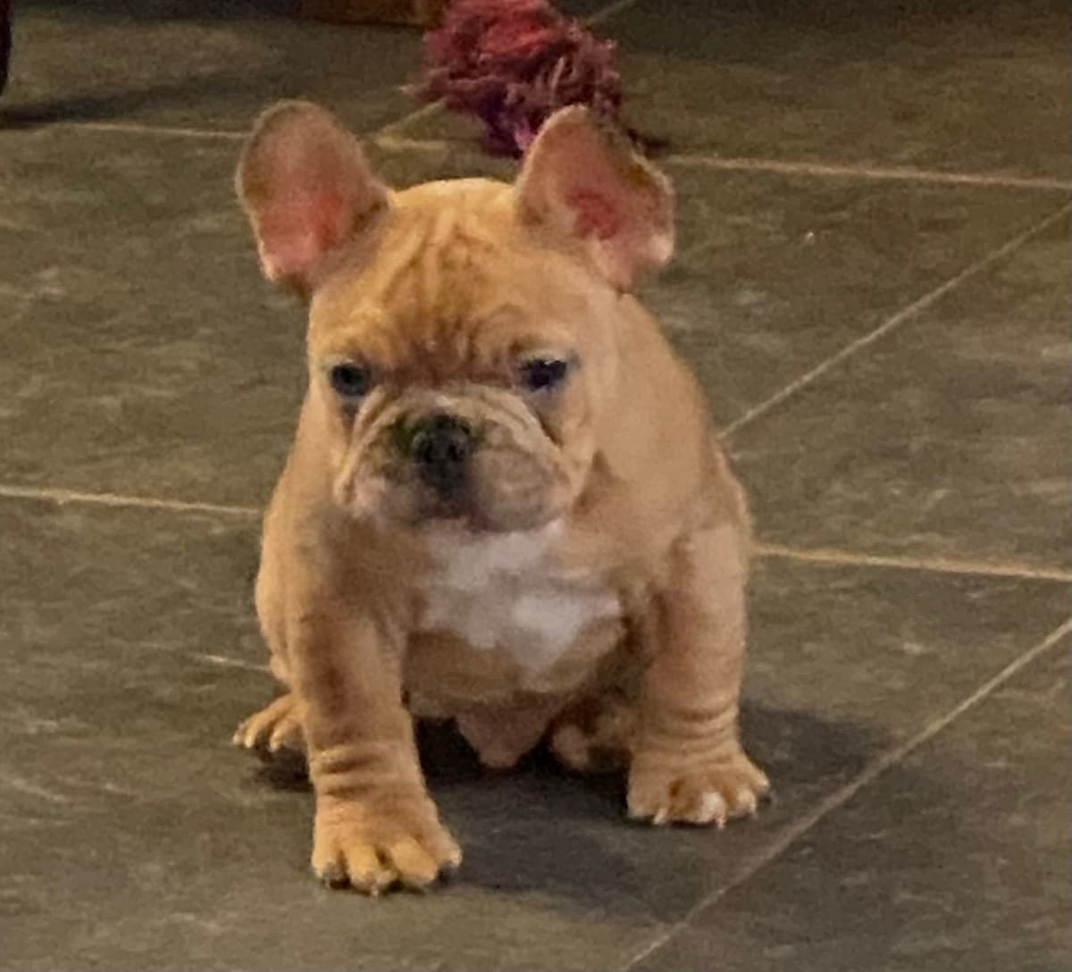 AKC ch. bloodline French Bulldog Puppies breeder image 1