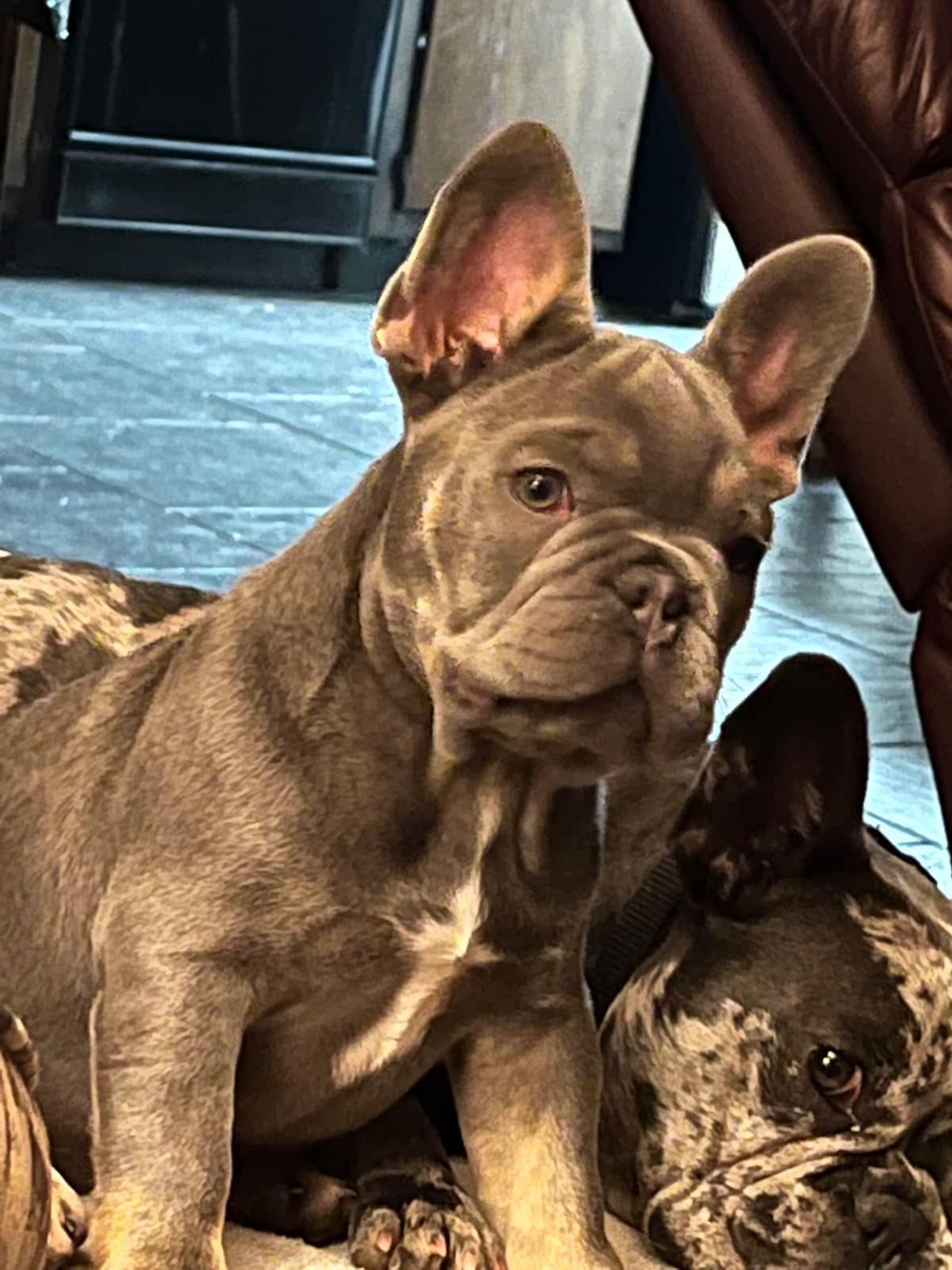 AKC ch. bloodline French Bulldog Puppies breeder image 2