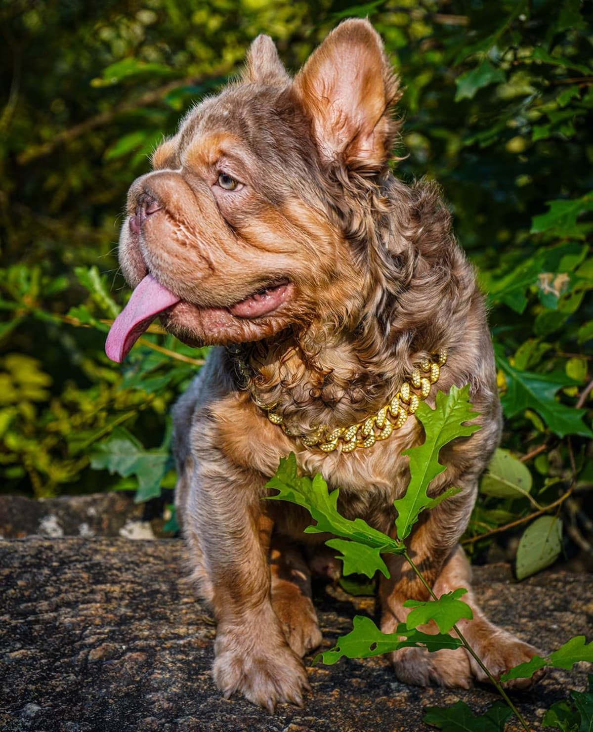 AKC ch. bloodline French Bulldog Puppies breeder image 5