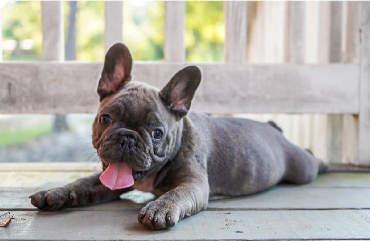 AKC ch. bloodline French Bulldog Puppies breeder image 7