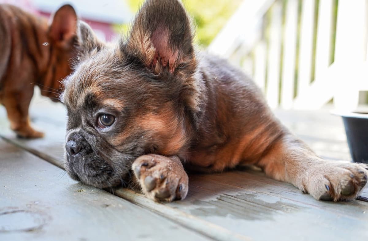 AKC ch. bloodline French Bulldog Puppies breeder image 9