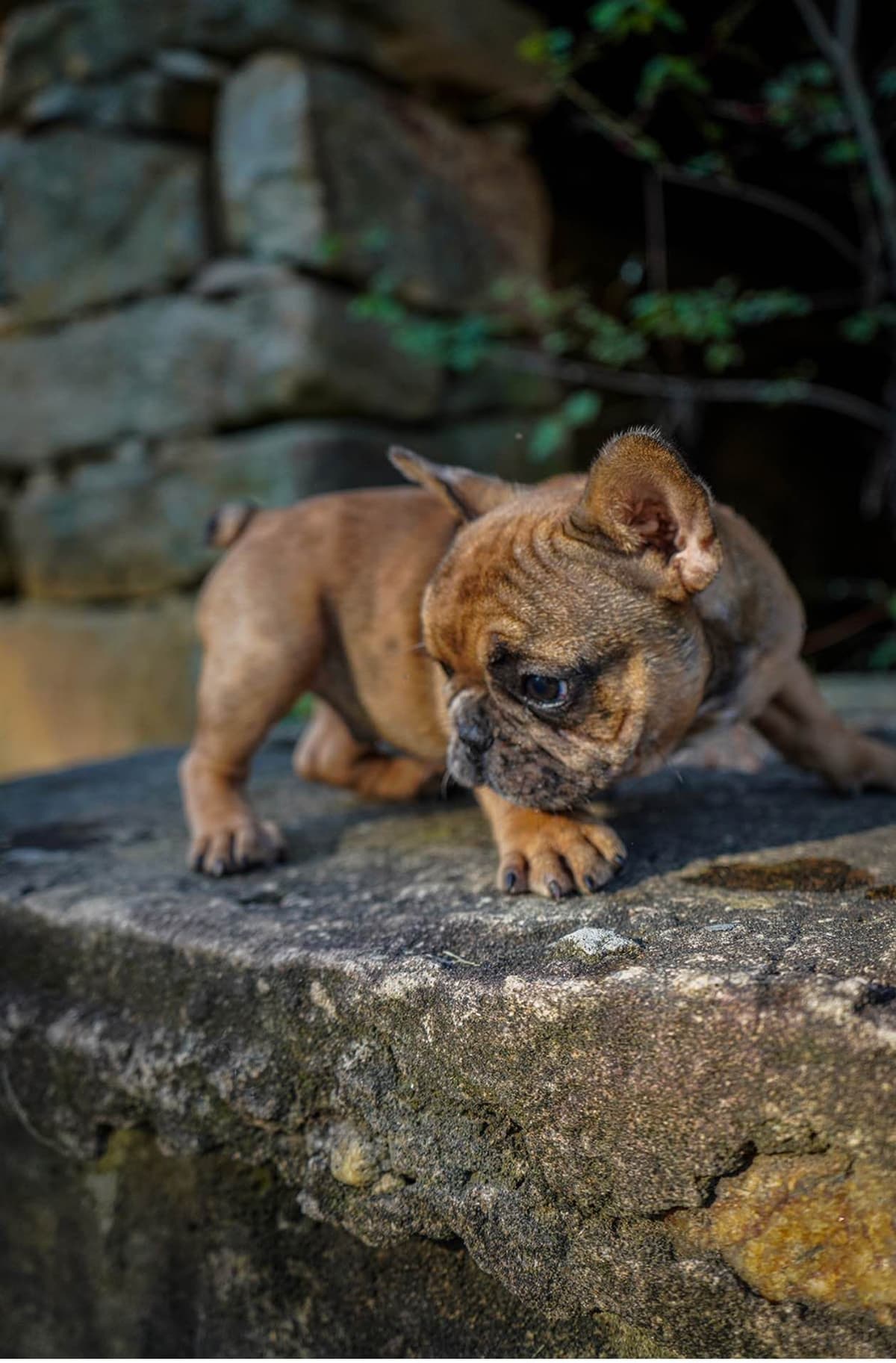AKC ch. bloodline French Bulldog Puppies breeder image 8