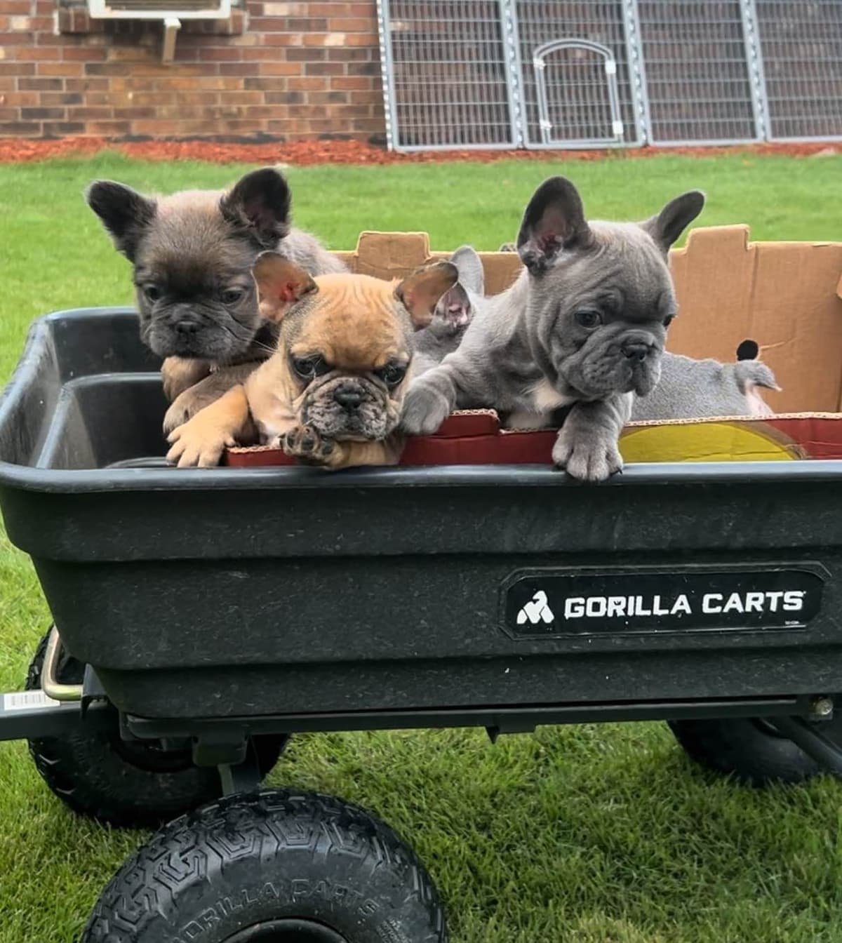 AKC ch. bloodline French Bulldog Puppies breeder image 10