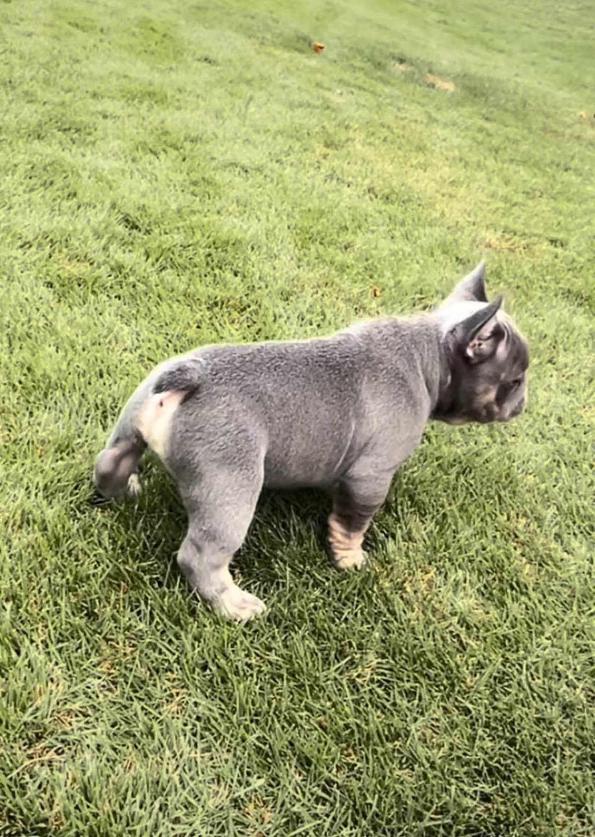 AKC ch. bloodline French Bulldog Puppies breeder image 11
