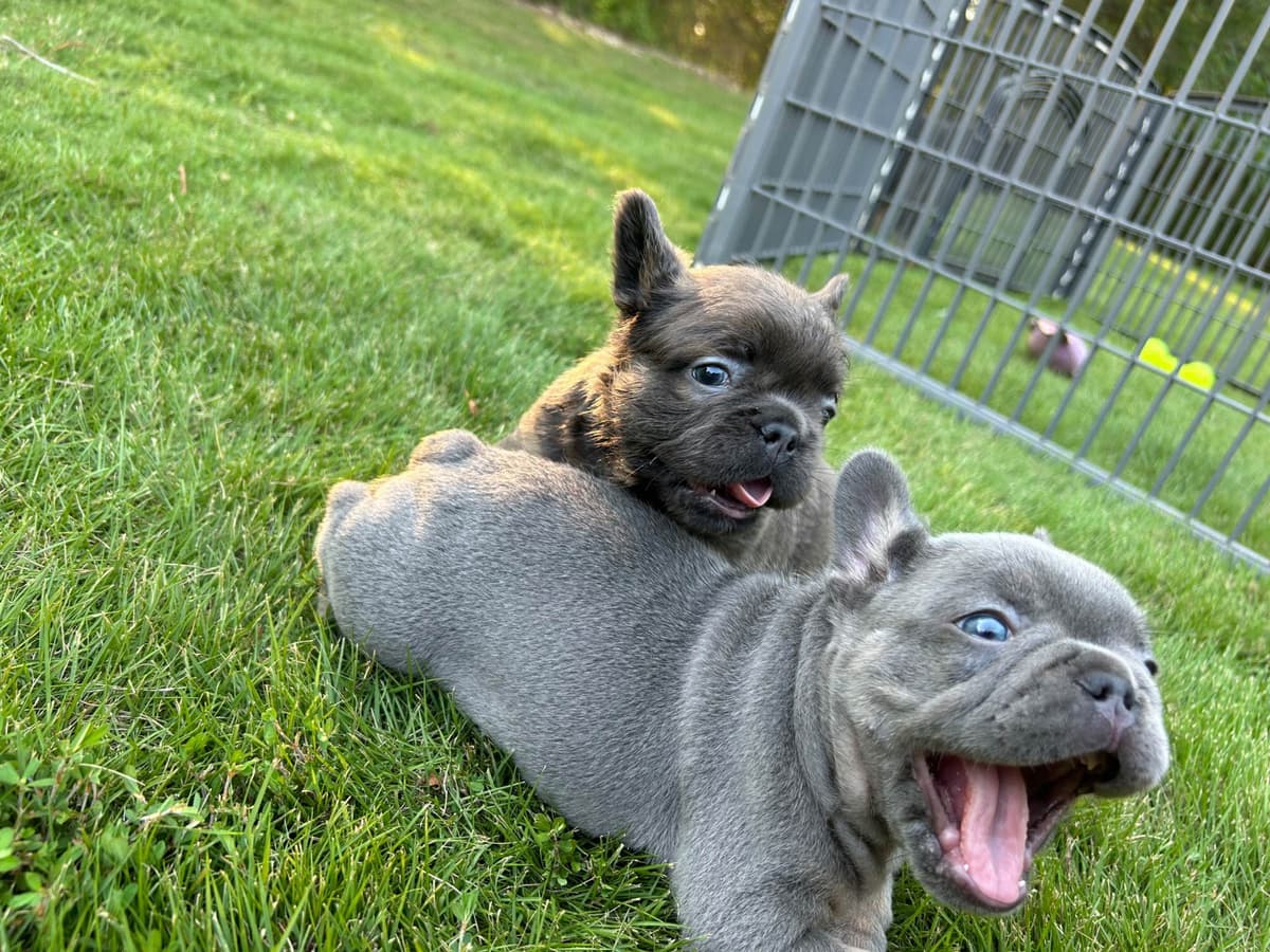 AKC ch. bloodline French Bulldog Puppies breeder image 12