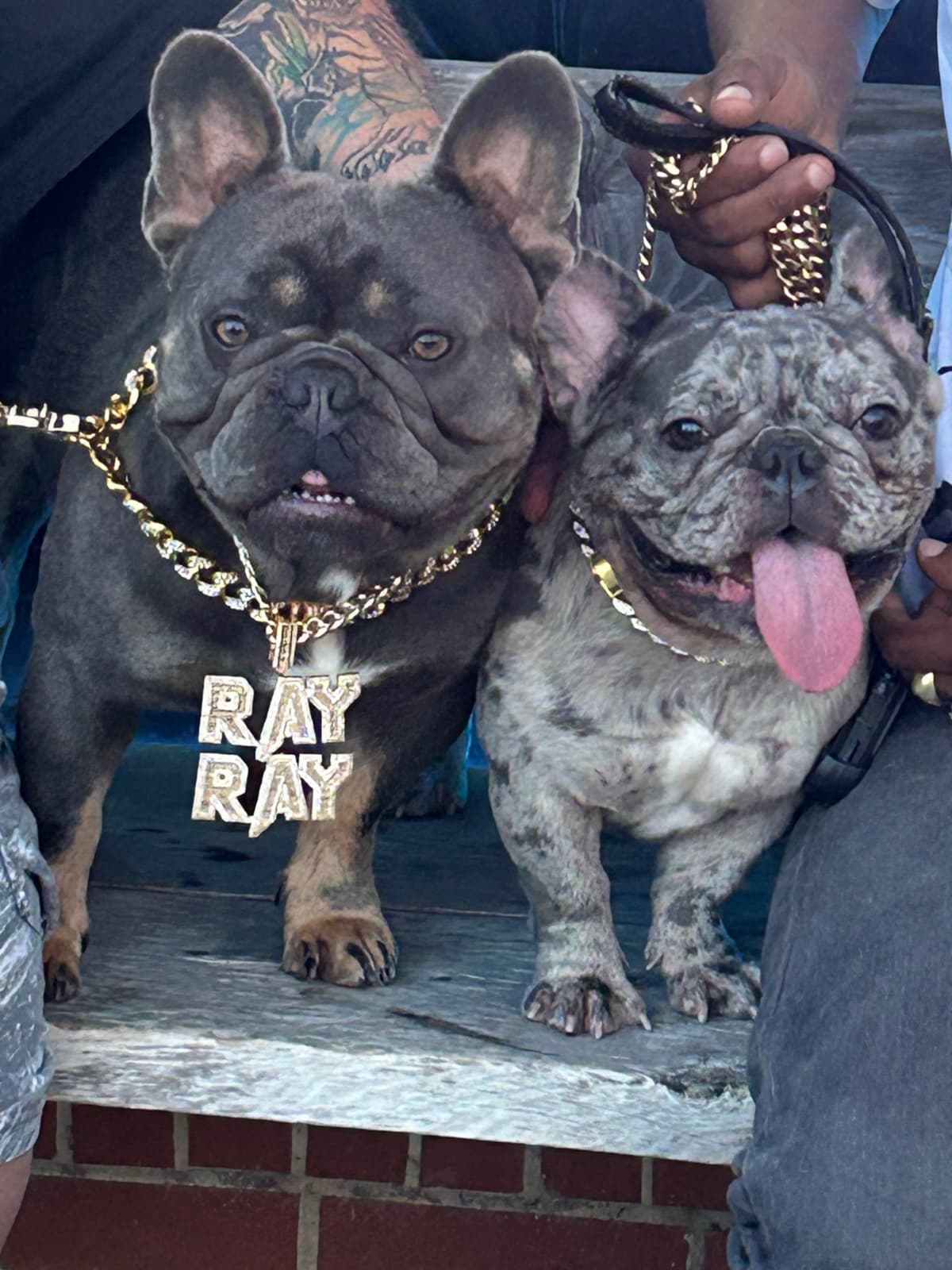 AKC ch. bloodline French Bulldog Puppies breeder image 16