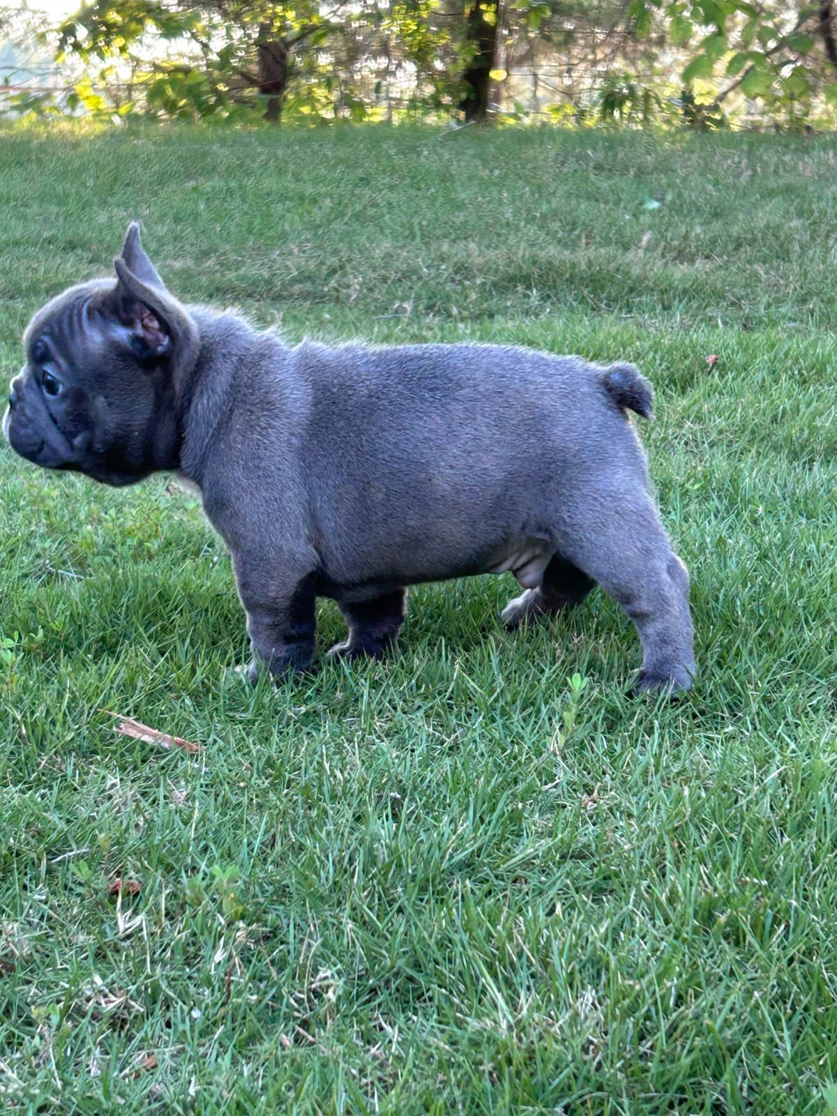 AKC ch. bloodline French Bulldog Puppies breeder image 17