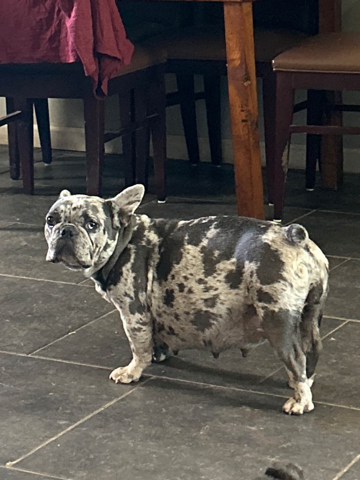 AKC ch. bloodline French Bulldog Puppies breeder image 18
