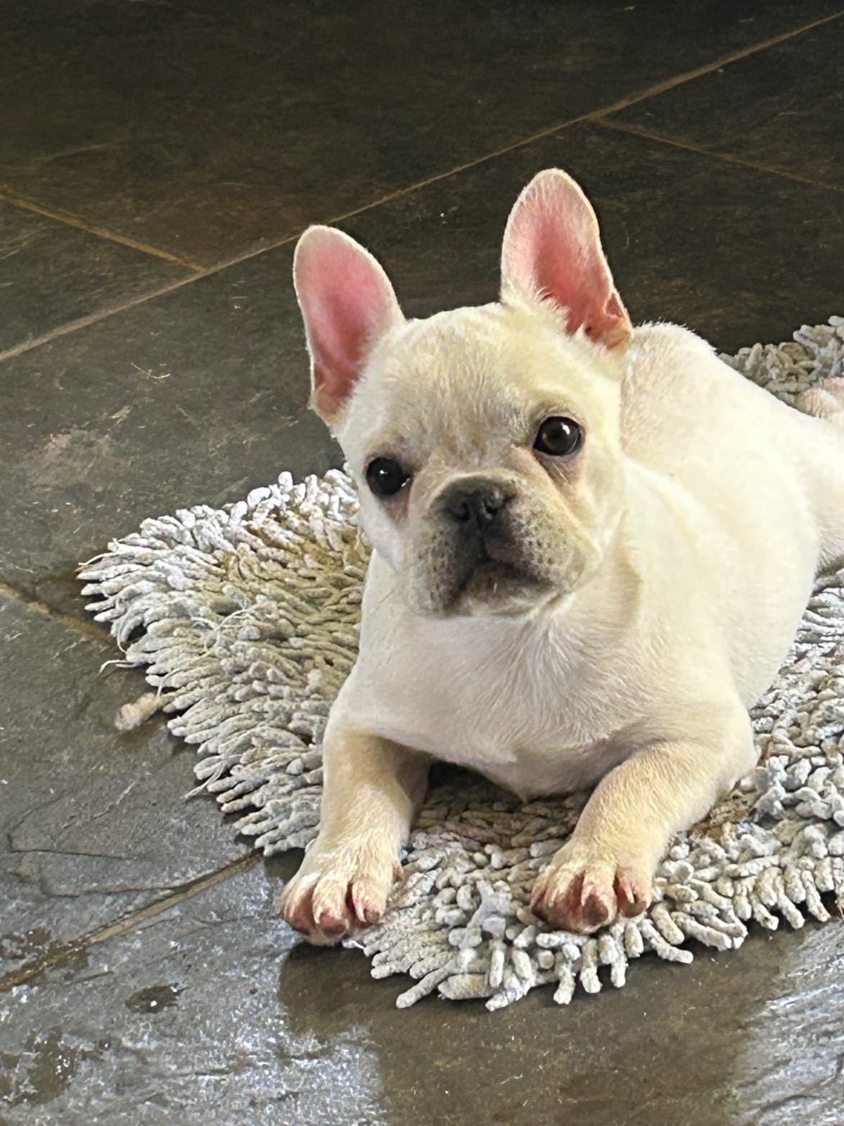 AKC ch. bloodline French Bulldog Puppies breeder image 20