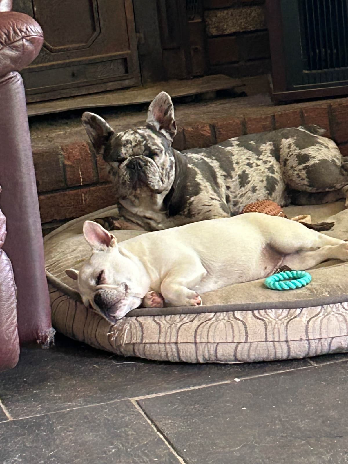 AKC ch. bloodline French Bulldog Puppies breeder image 21