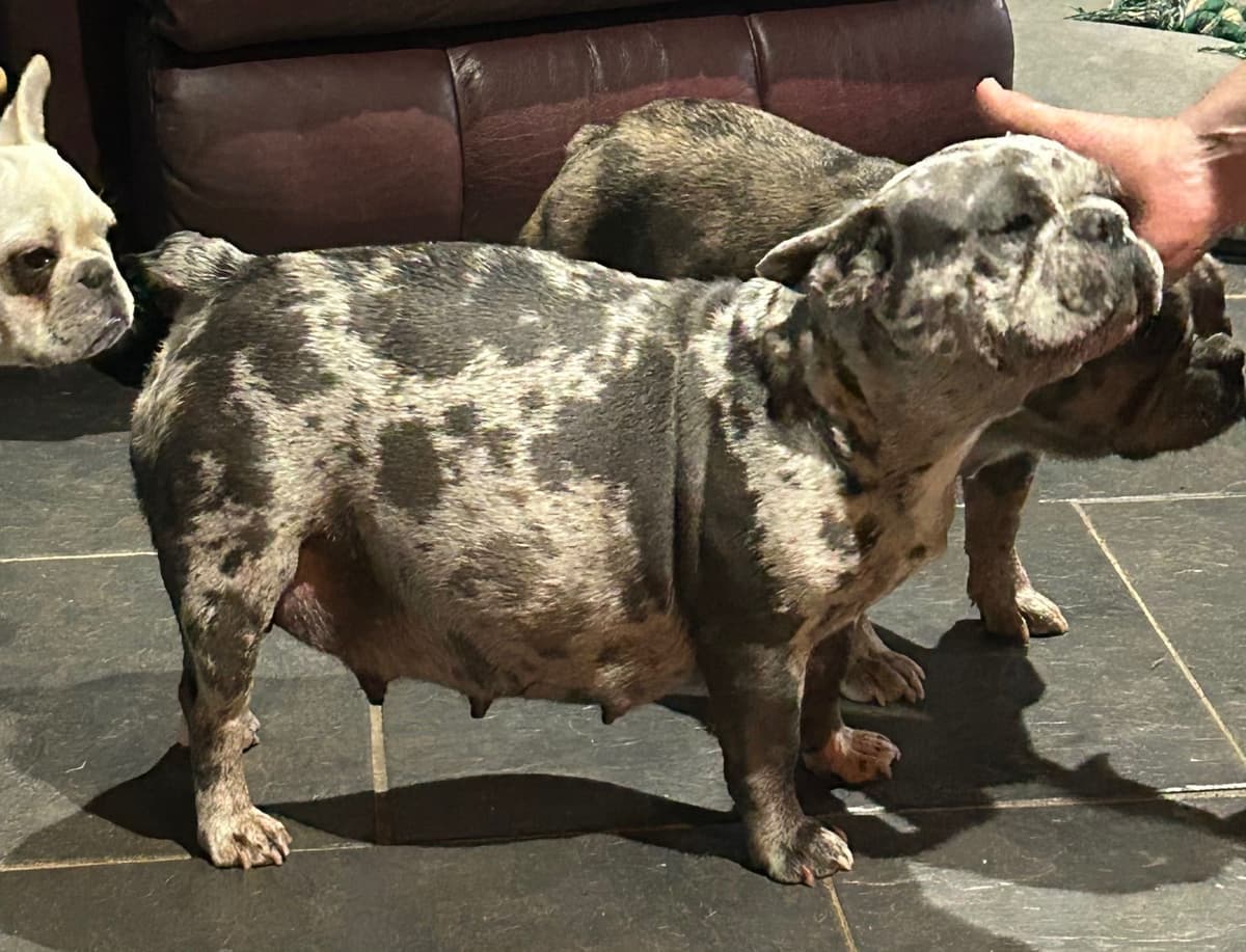 AKC ch. bloodline French Bulldog Puppies breeder image 19