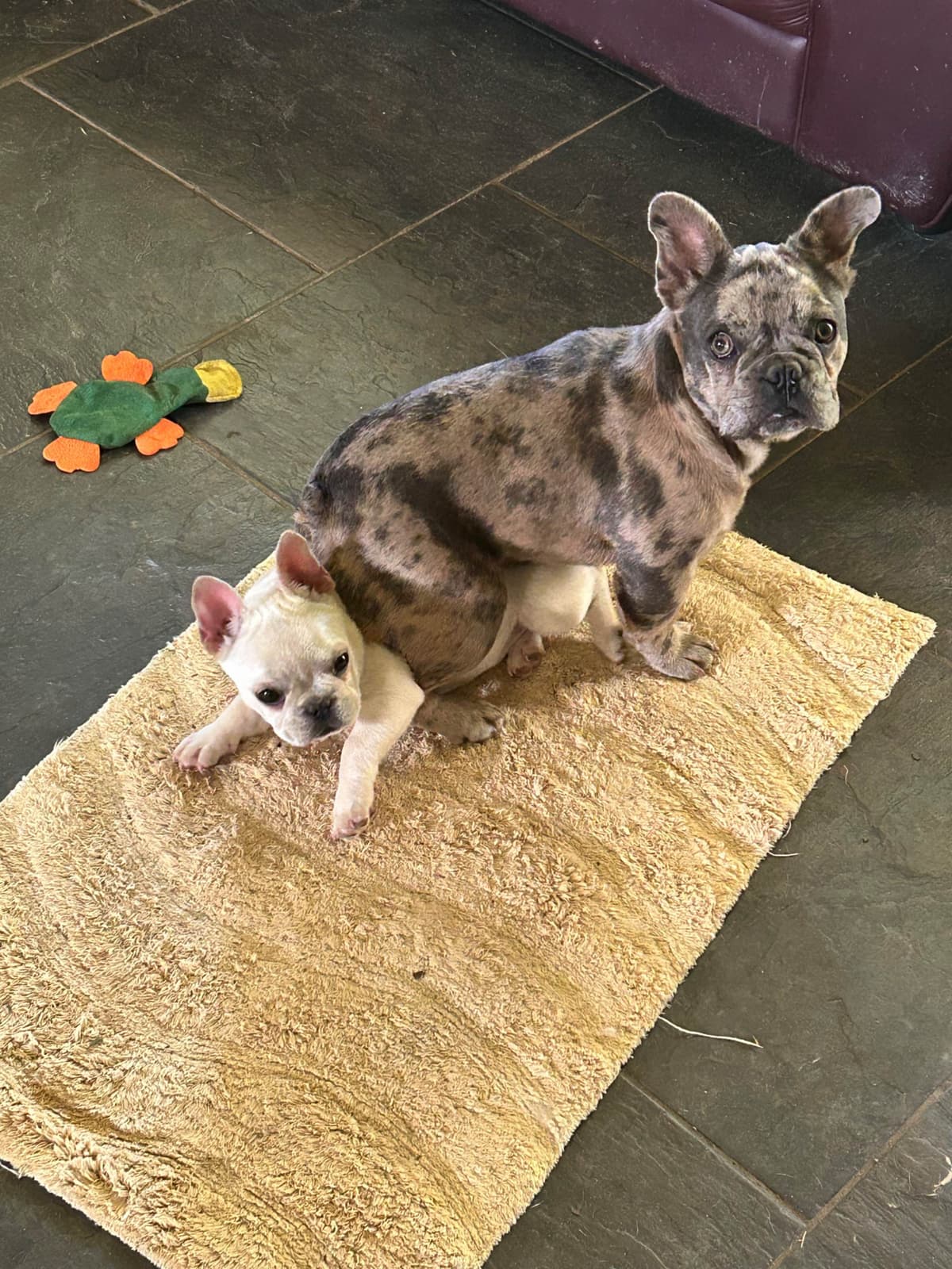 AKC ch. bloodline French Bulldog Puppies breeder image 22