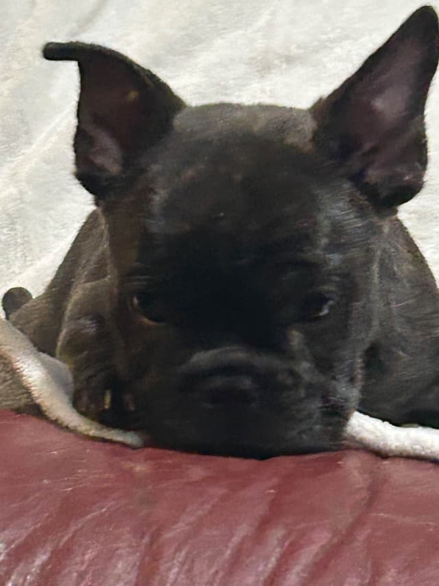 AKC ch. bloodline French Bulldog Puppies media 3