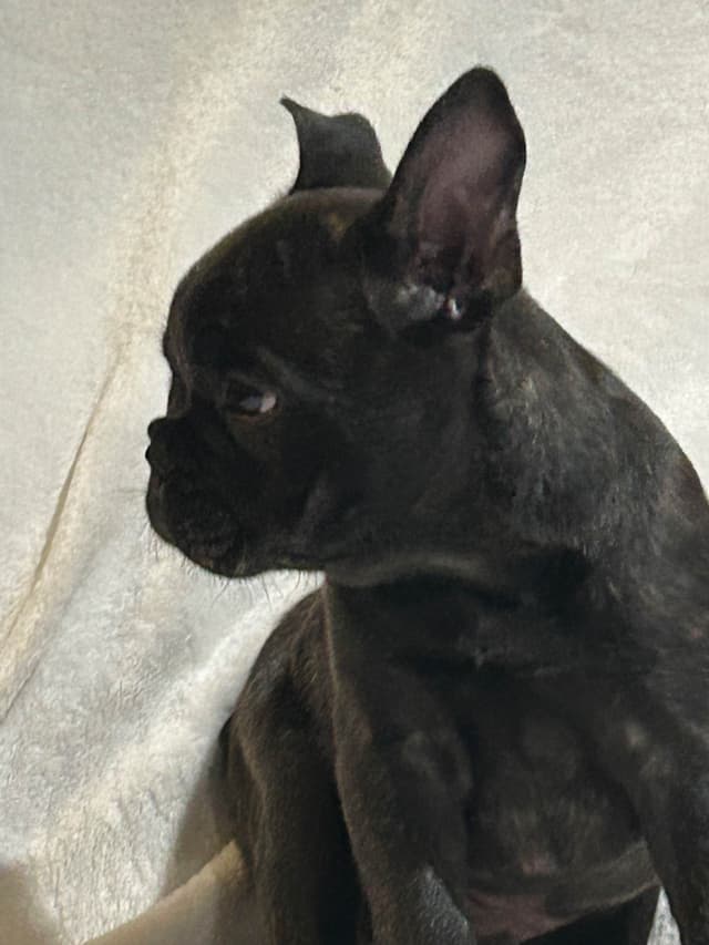 AKC ch. bloodline French Bulldog Puppies media 2