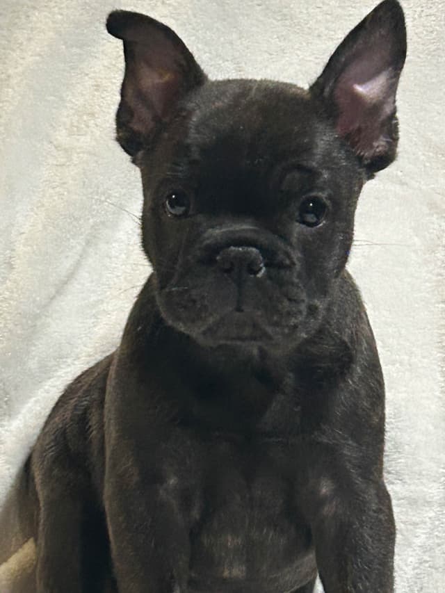 AKC ch. bloodline French Bulldog Puppies media 6