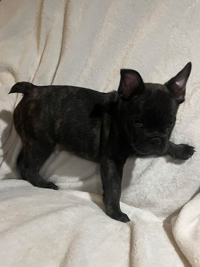 AKC ch. bloodline French Bulldog Puppies media 4