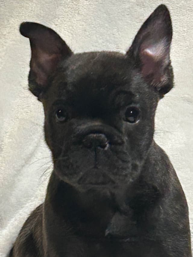 AKC ch. bloodline French Bulldog Puppies media 5