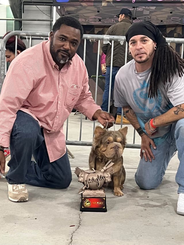 AKC ch. bloodline French Bulldog Puppies media 8
