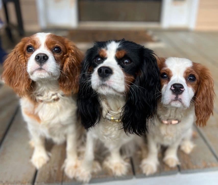 Cavalier King Charles Spaniel Puppies breeder image 2