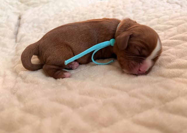 Cavalier King Charles Spaniel Puppies media 2