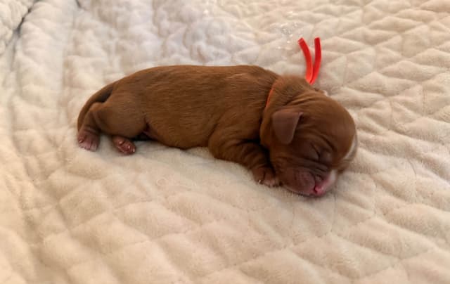 Cavalier King Charles Spaniel Puppies media 4