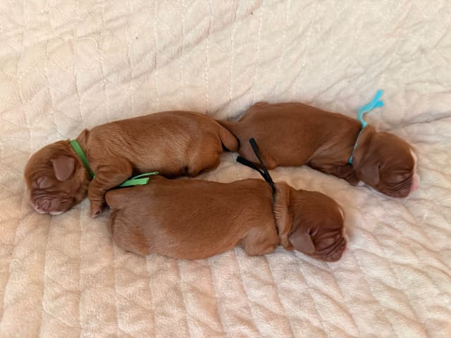Cavalier King Charles Spaniel Puppies media 7