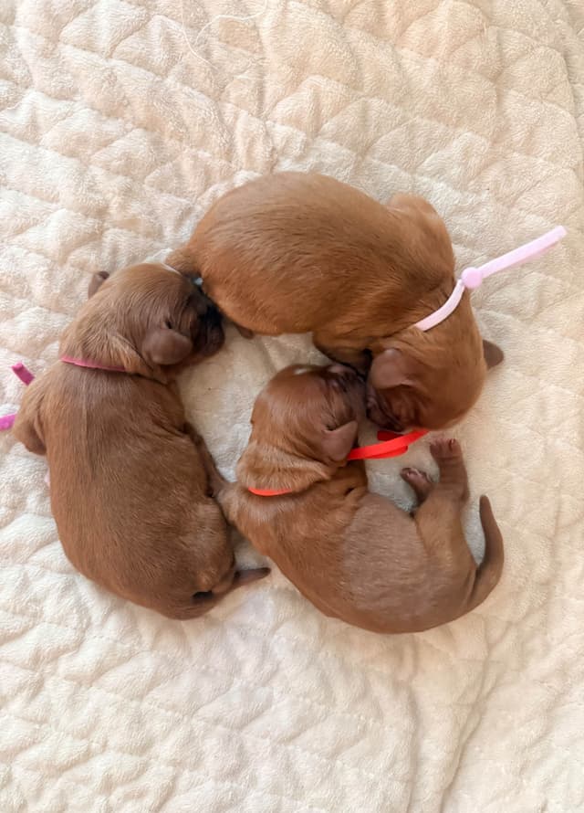 Cavalier King Charles Spaniel Puppies media 8