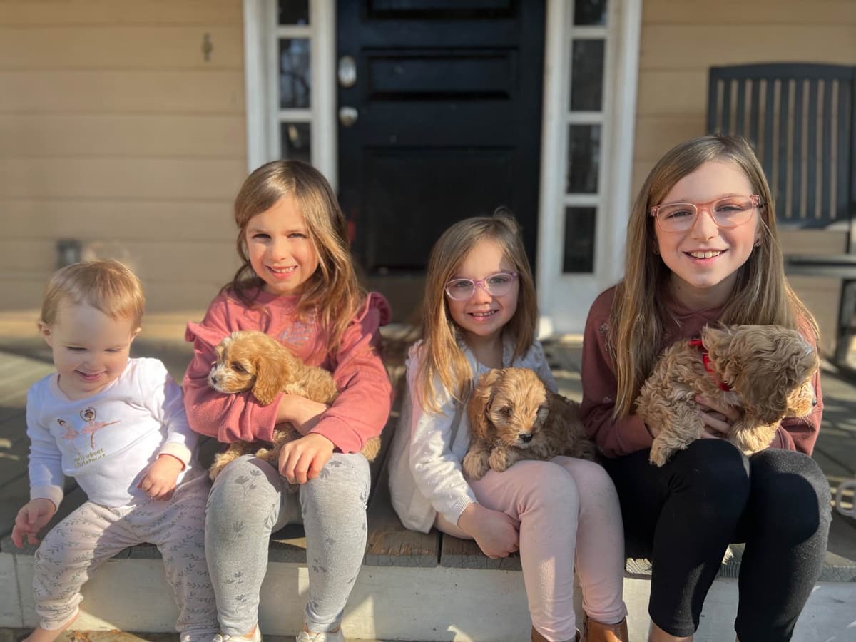 Cavalier King Charles Spaniel Puppies breeder image 4