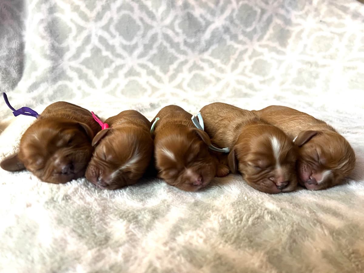 Cavalier King Charles Spaniel Puppies breeder image 3