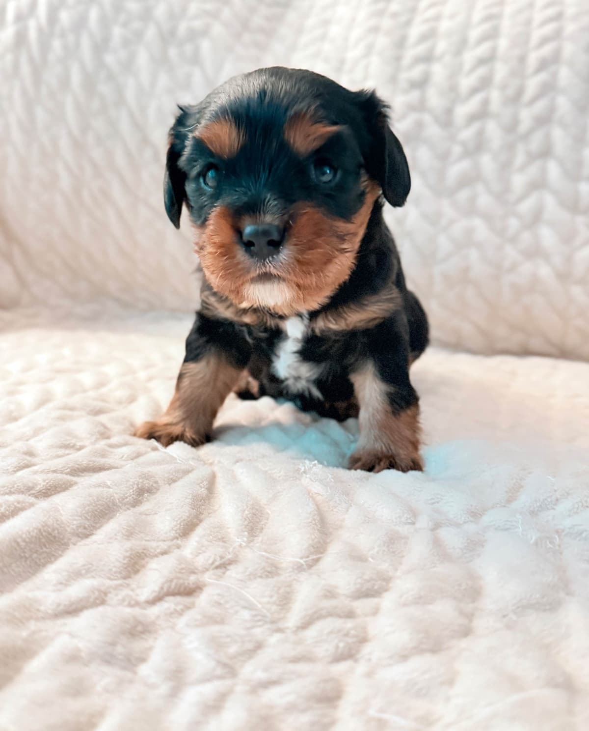 Cavalier King Charles Spaniel Puppies breeder image 5