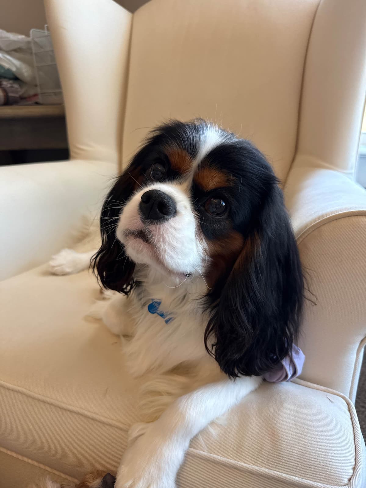 Cavalier King Charles Spaniel Puppies breeder image 8