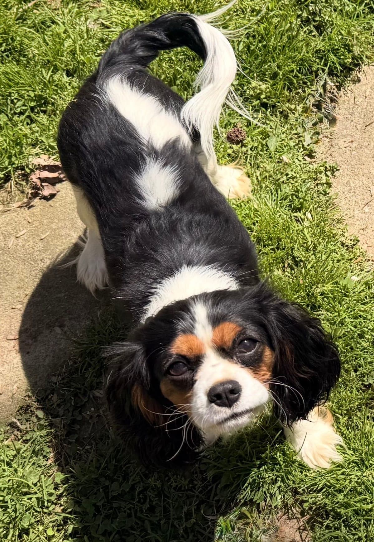 Cavalier King Charles Spaniel Puppies breeder image 7