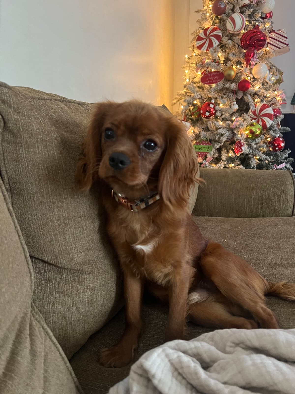 Cavalier King Charles Spaniel Puppies breeder image 11