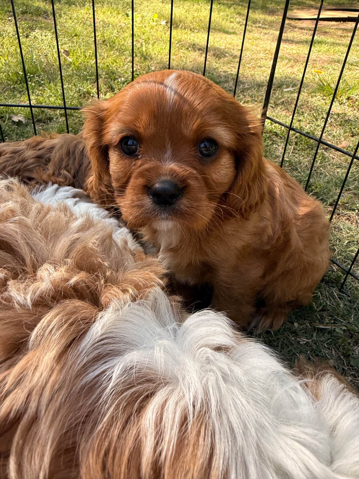 Cavalier King Charles Spaniel Puppies breeder image 12