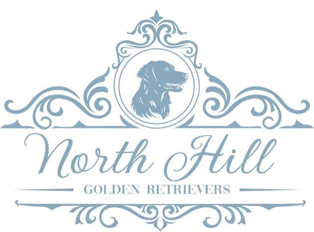 AKC Golden Retriever Puppies – Family Raised in Michigan breeder image 1