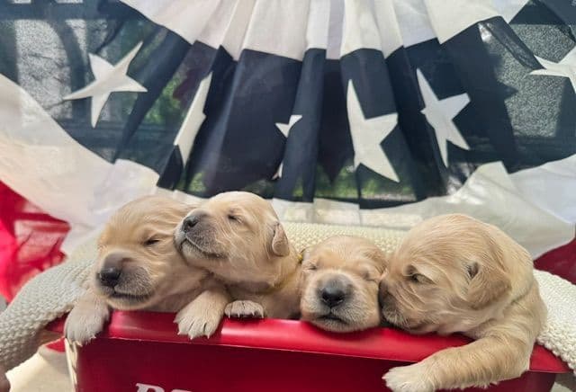 AKC Golden Retriever Puppies – Family Raised in Michigan media 2