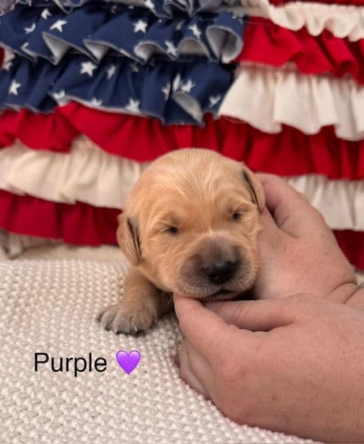AKC Golden Retriever Puppies – Family Raised in Michigan media 11