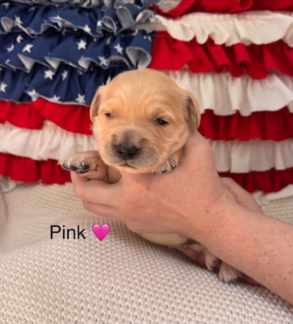 AKC Golden Retriever Puppies – Family Raised in Michigan media 9