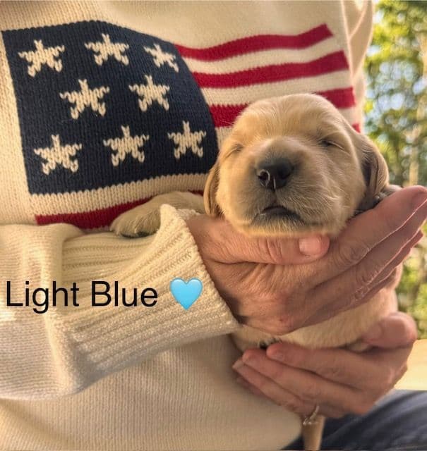 AKC Golden Retriever Puppies – Family Raised in Michigan media 6