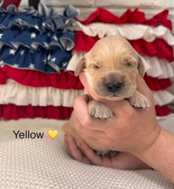 AKC Golden Retriever Puppies – Family Raised in Michigan media 10