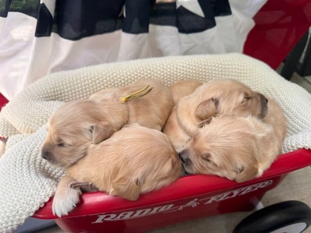 AKC Golden Retriever Puppies – Family Raised in Michigan media 12