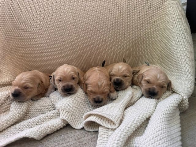 AKC Golden Retriever Puppies – Family Raised in Michigan media 14