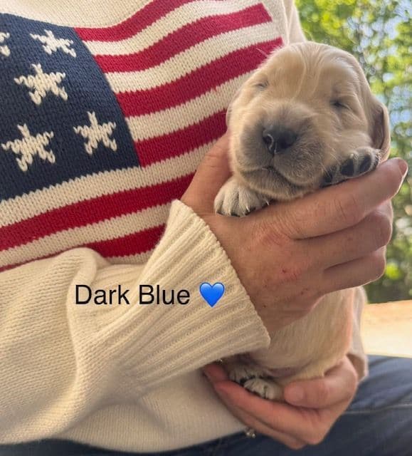 AKC Golden Retriever Puppies – Family Raised in Michigan media 7