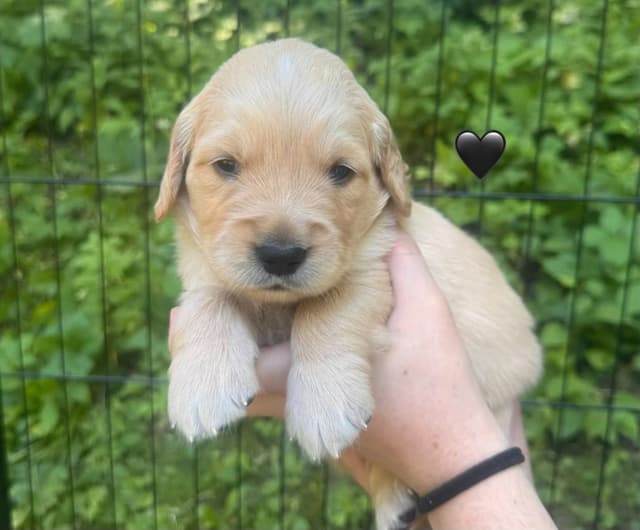 AKC Golden Retriever Puppies – Family Raised in Michigan media 15